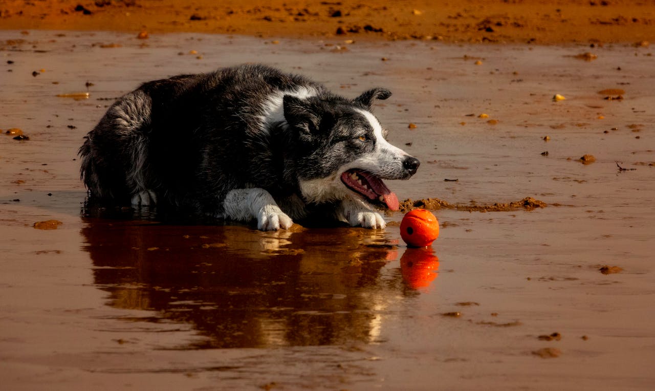 A wet Border Collie enjoying playtime with an orange ball on a sandy beach.