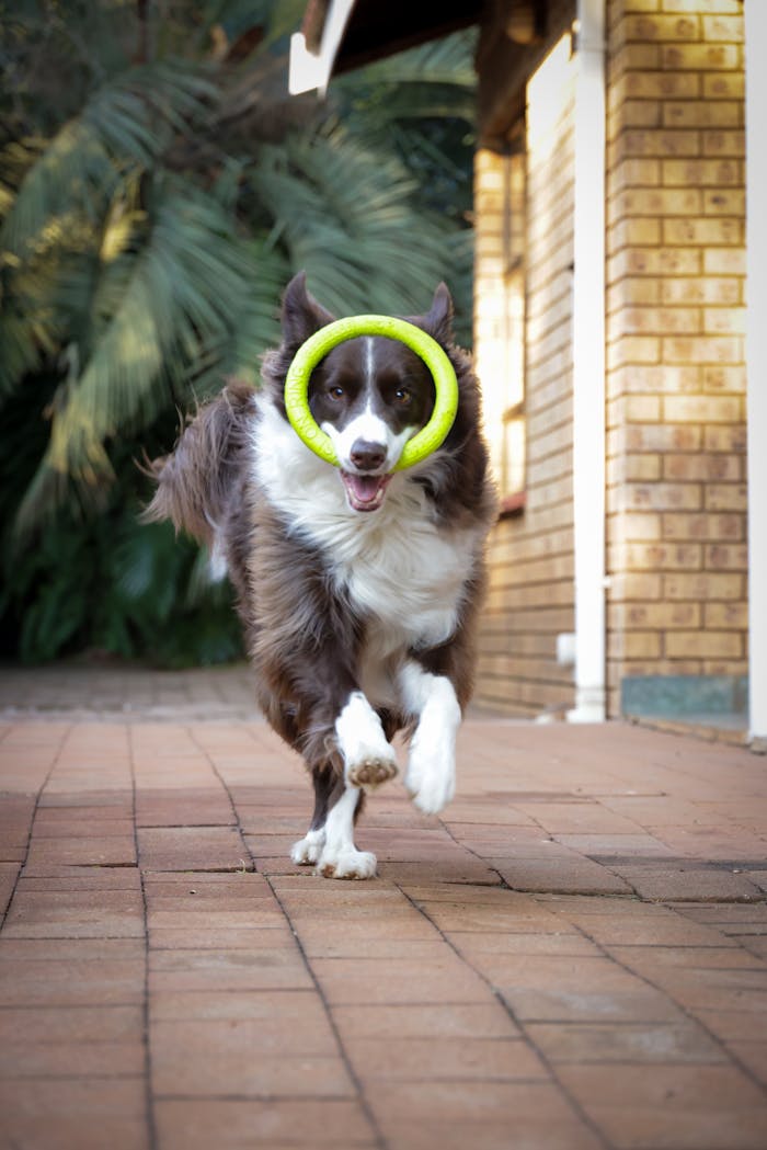 Border Collie joyfully sprinting with a toy in its mouth on a sunny day.