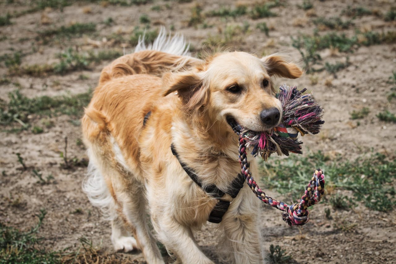 Happy golden retriever enjoying playtime with a rope toy in a grassy field.