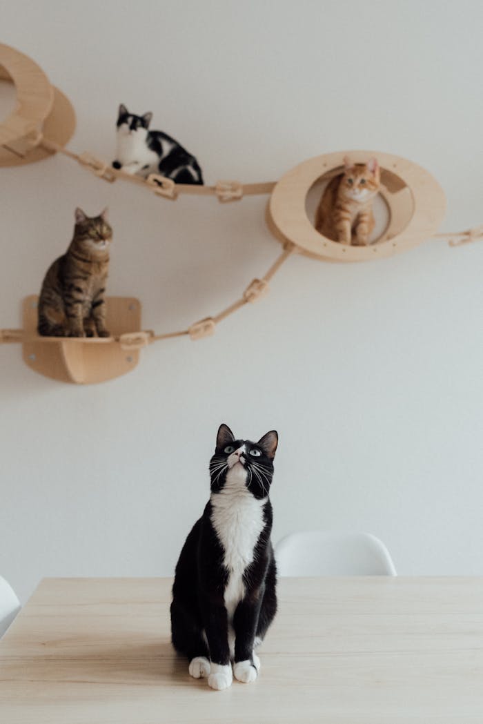 Four cats enjoying a creative wall playground in a cozy indoor setting.